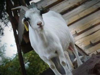 Close-up of white flower