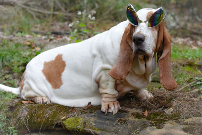 Portrait of dog on field wearing funny glasses 