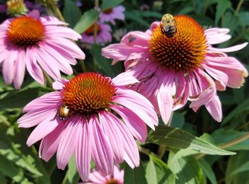 Close-up of insects on purple coneflower