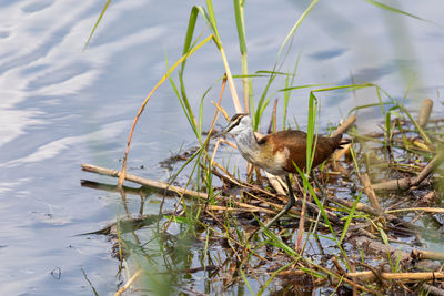 View of duck swimming in lake