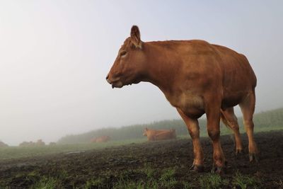 Horse standing on field against clear sky