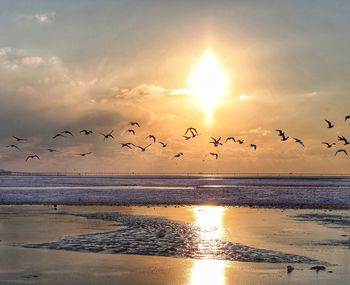 Flock of birds flying over beach