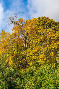 Low angle view of yellow autumn trees against sky