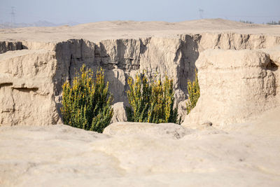 Plants growing on rock formation against sky