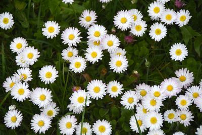 Close-up of white daisy flowers