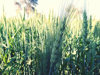 Close-up of wheat growing in field