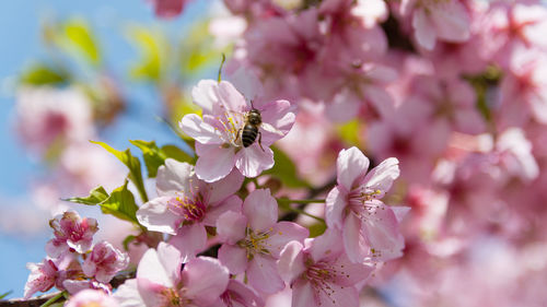 Close-up of bee on cherry blossom