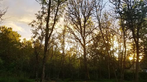 Low angle view of trees in forest against sky