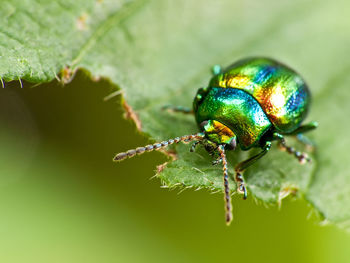 Close-up of insect on plant