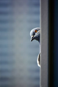 Close-up of bird