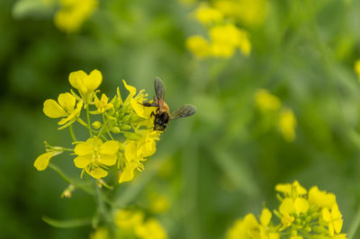 Bee pollinating mustard yellow flower 