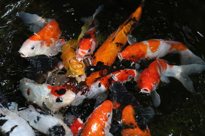 Fish swimming in a lake