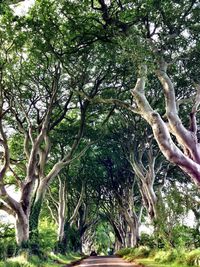 Low angle view of trees in forest