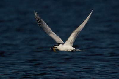 Seagull flying over sea