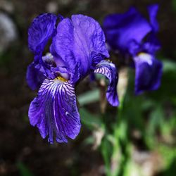 Close-up of purple iris blue flower