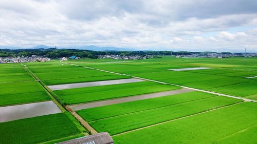 Scenic view of agricultural field against sky