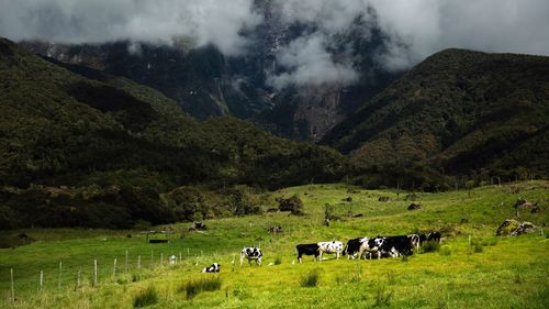 Cows grazing in field