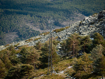 High angle view of pine trees on mountain