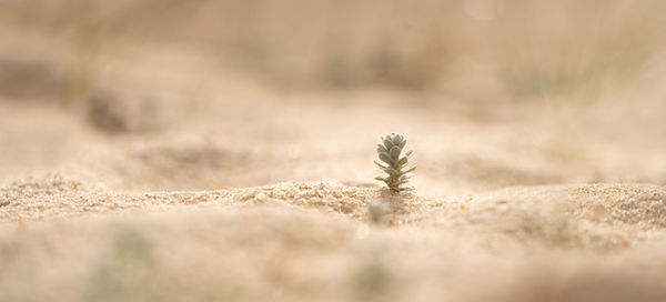 Close-up of plant on field