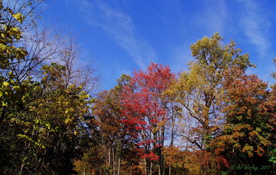 Low angle view of maple tree against sky