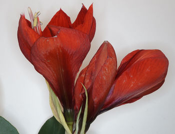 Close-up of red rose against white background