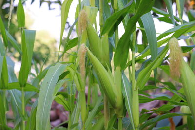 Close-up of a plant