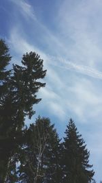 Low angle view of trees against sky