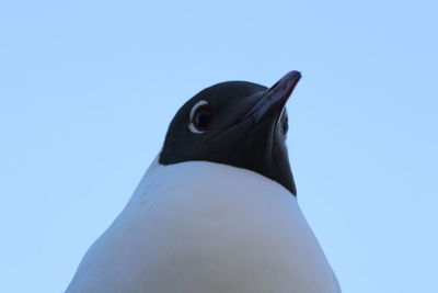 Close-up of a bird against clear sky