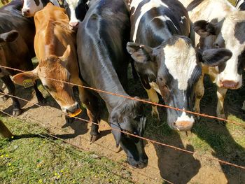 High angle view of cow on field