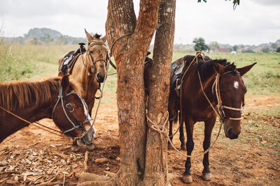 Horses standing in a field