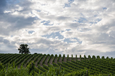 Scenic view of agricultural field against sky