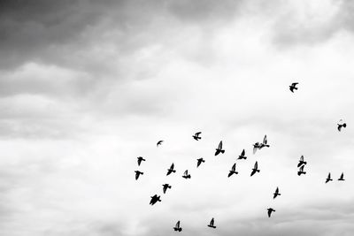 Low angle view of birds flying in sky