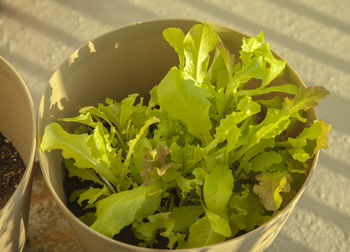 Close-up of vegetables