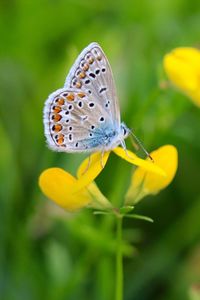 Close-up of butterfly pollinating on yellow flower
