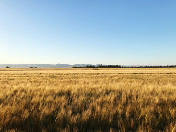 Scenic view of field against clear sky