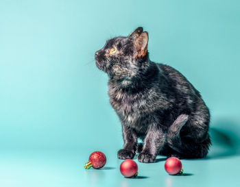 Close-up of a cat