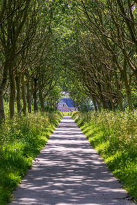 Footpath amidst trees in forest