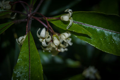 Close-up of water drops on plant