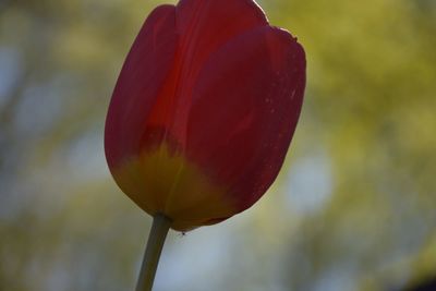 Close-up of red tulip