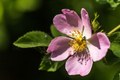 Close-up of honey bee on flower blooming outdoors