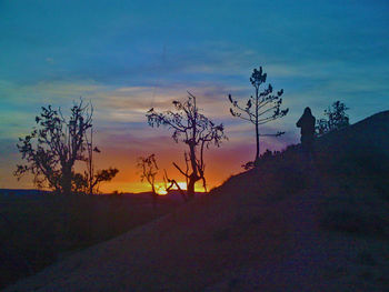 Silhouette of trees at sunset