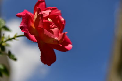 Close-up of red rose against blue sky