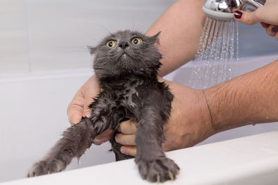 Cropped hands of woman assisting man in bathing kitten at home