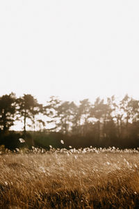 Scenic view of field against clear sky