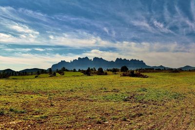 Scenic view of field against sky