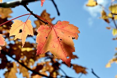 Close-up of maple leaves on tree