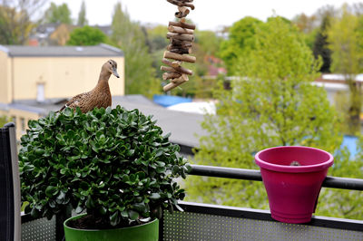 Close-up of bird in pot on table