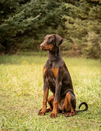 Dobermann female brown and tan