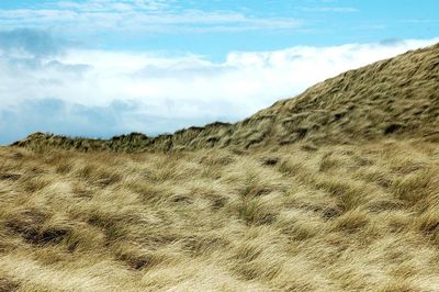 Close-up of grass on sand dune against sky