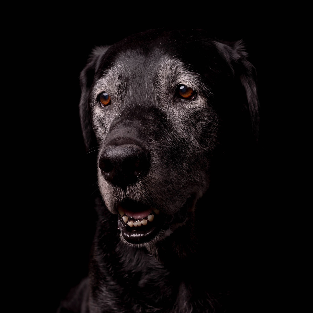 CLOSE-UP PORTRAIT OF BLACK DOG AGAINST GRAY BACKGROUND